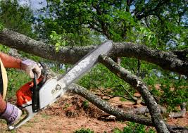 Best Tree Mulching  in Agler Estates, FL